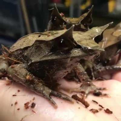 🔥 Malayan Leaf Frogs