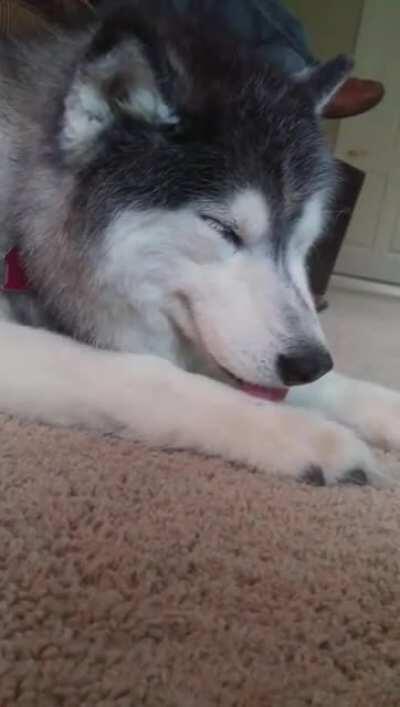 My sleepy husky trying her best to not fall asleep