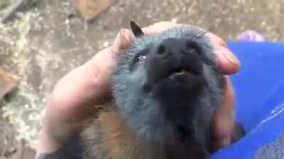 cute bat loves to get cuddled