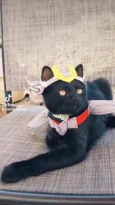 Cat costume for my kitten