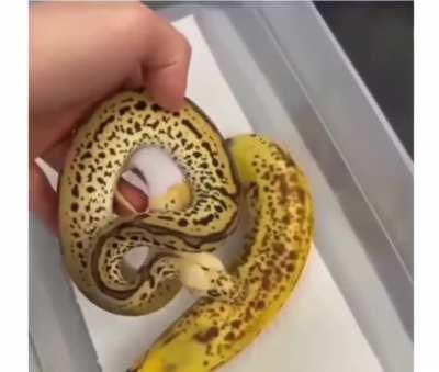 It's easy to mistake this snake for a banana!