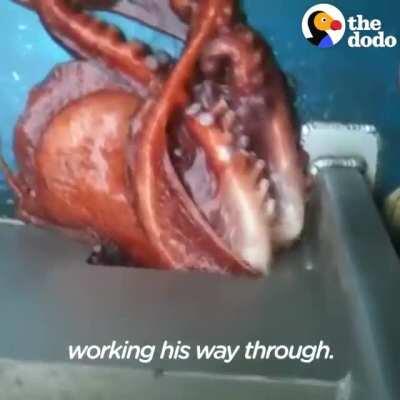 Huge octopus escapes boat through a tiny hole