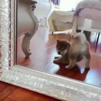 Puppy looking at his butt on the mirror.