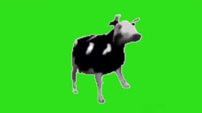 Polish cow meme template