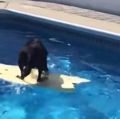 That impressive skill of the Dog, getting the ball out of water.