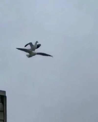 A seagull catching a ride on a windy day.