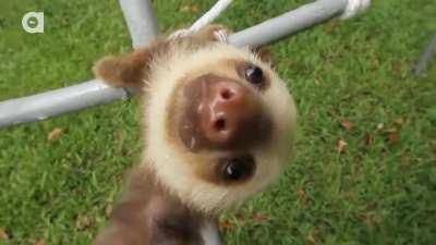 This sloth bro