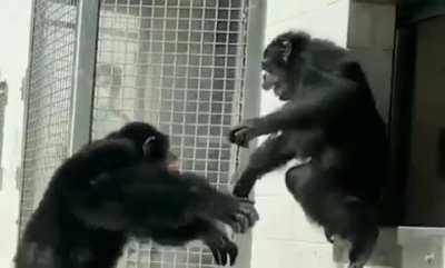 This is the moment a 29-year-old rescue chimpanzee sees the sky for the first time, having spent entire life in a cage