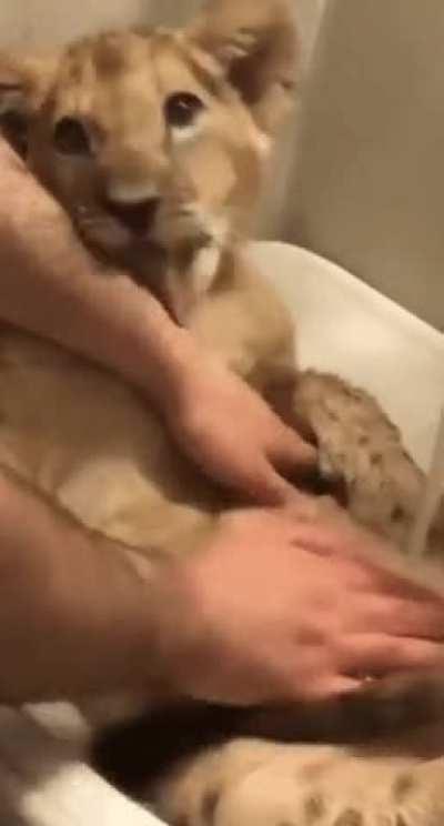 Bathing a rescue kitty