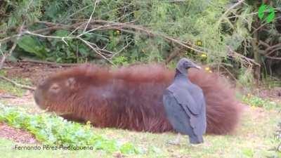 Watching this black vulture, normally a carrion eater, picking off ticks from a cooperative capybara which appears to understand the 'no pain, no gain' concept that its life is better off being 'tick-free' and the vulture gets a tasty meal. Mutualism is a