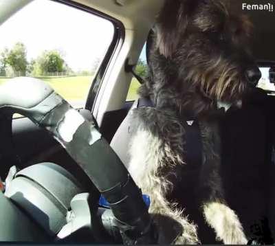 People have trained dog to drive vehicles