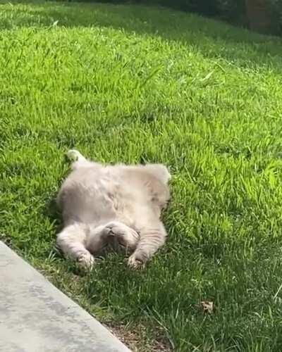 Just a cat sunbathing