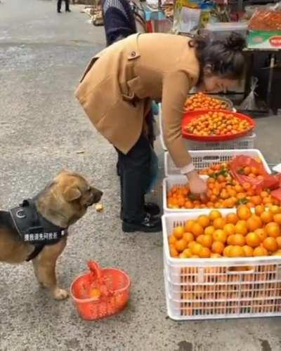 Dog doing some shopping and politely getting a person to move out the way