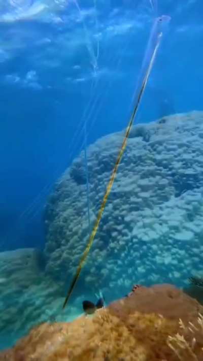 This is the first ever recorded sighting of Russell's oarfish from the great barrier reef, Australia