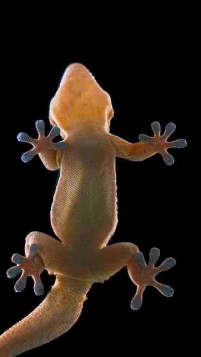 🔥 Gecko Toes