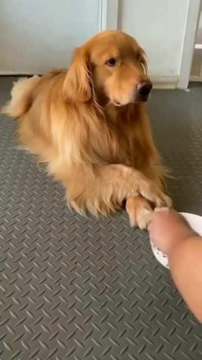 Dog hides treat so his owner won't take it away from him