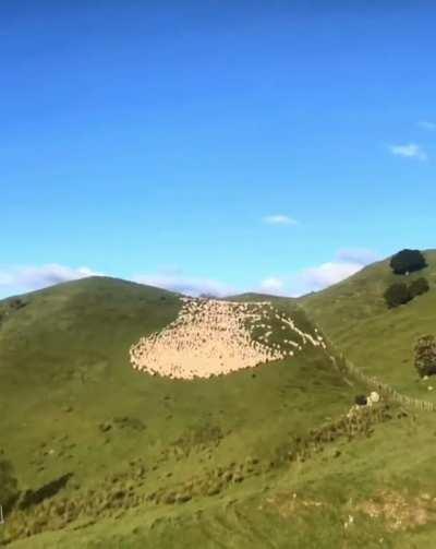 Border collies herding sheep (video sped up)