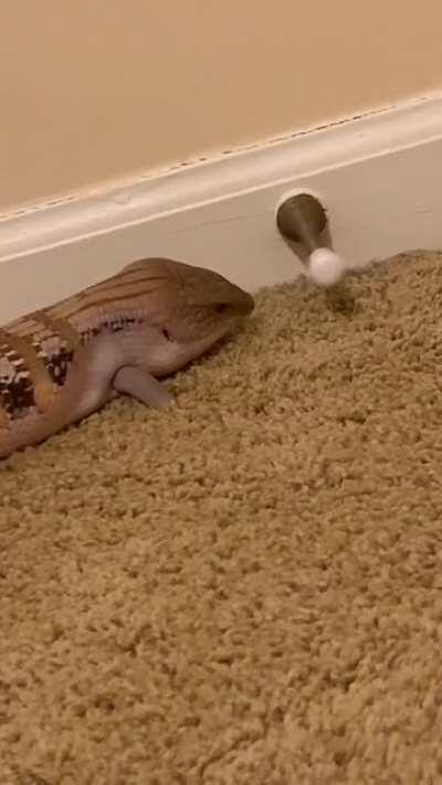 My skink is obsessed with the doorstop