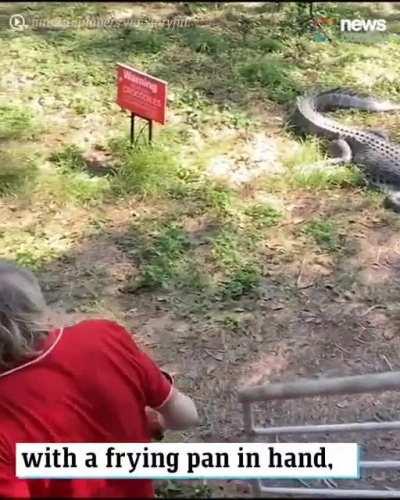 Using a frying pan on a crocodile