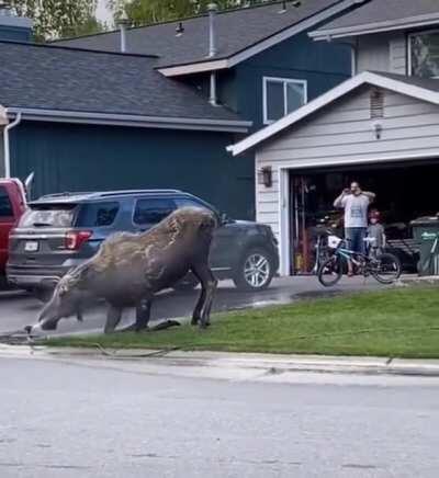 This Moose Using A Sprinkler To Cool Off