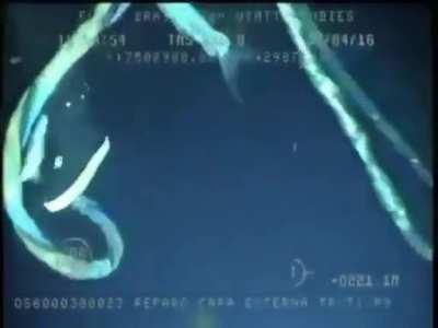 Diver gets attacked by a swordfish at 220m (721 feet) below surface