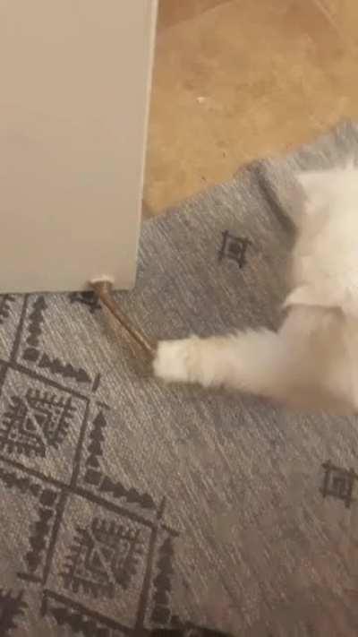 My cat just learned how amusing doorstops are