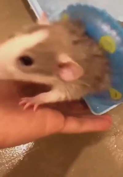 Rat bath!