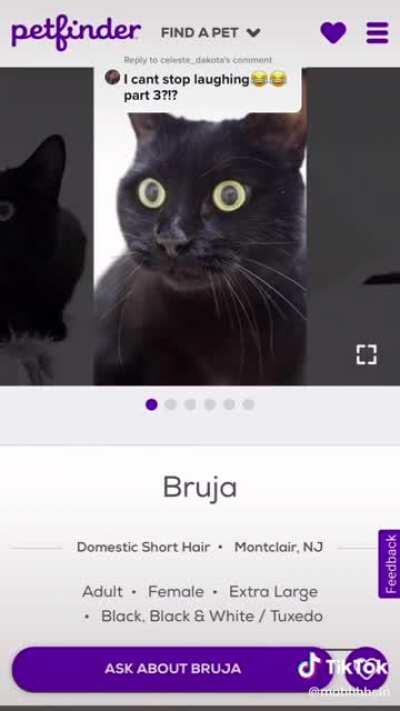 Who was in charge of naming these cats?😂