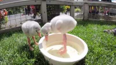 🔥 Baby Flamingos are covered in white down and have straight bills.