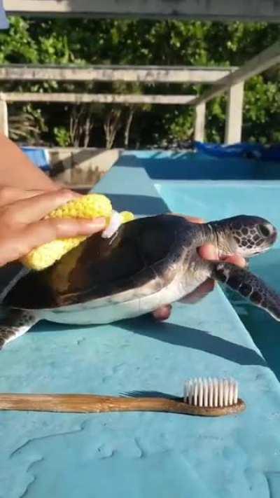 This little guy getting cleaned up at a sea turtle conservation center