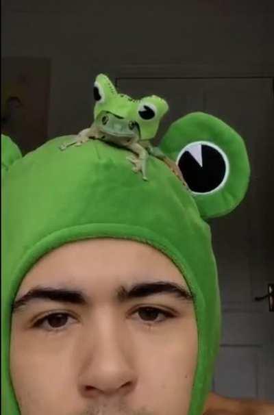 Frog hat frog hat