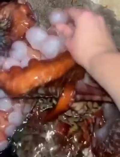 🔥 Tickling an octopus