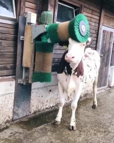 Cow loves the scritch machine