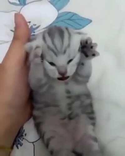 The most dramatic kitten ever