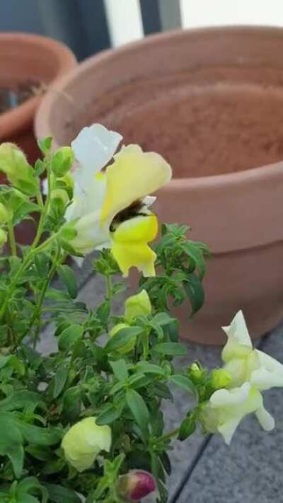 Bumblebees LOVE Snapdragons!