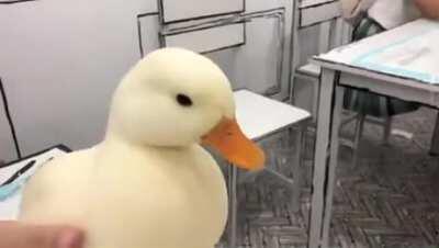 Petting a smooth duck