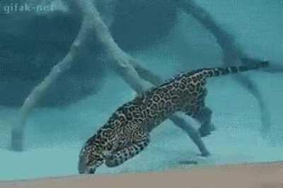 🔥 The Jaguar is one of the few members of the cat family who can hunt well not only on the ground, but also under water.