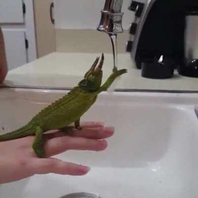 Chameleon fascinated by tap water