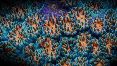 Trippy Coral