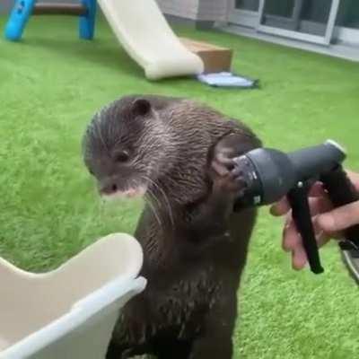 Otter keeping the peace