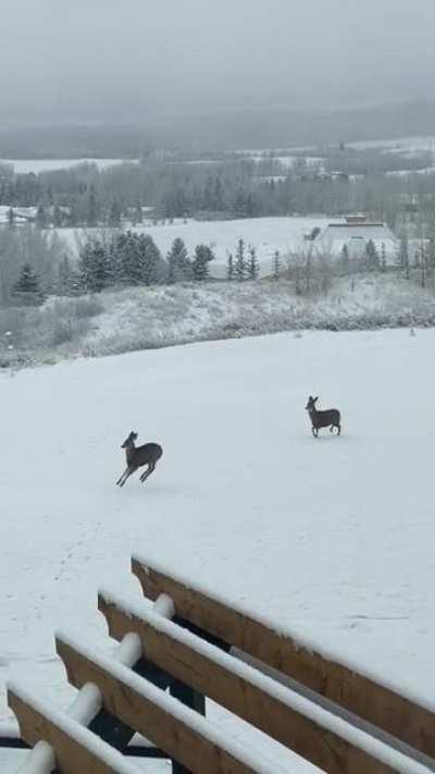 Deers synchronized hops through our yard this morning