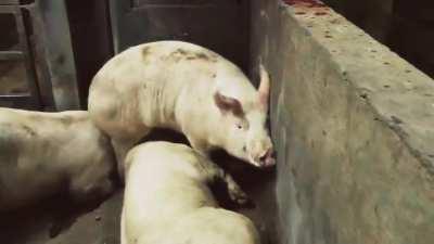 The Unbelievable Reality Of Pigs