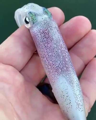 Squid chromatophores