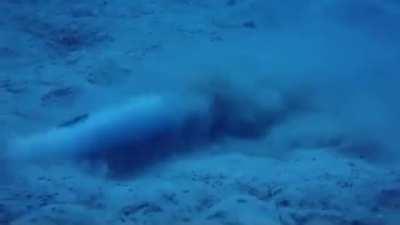 Eel death rolls a Bobbit Worm out of its hole like spaghetti.