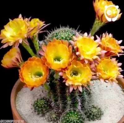 Hypnotic cactus flowers blooming.