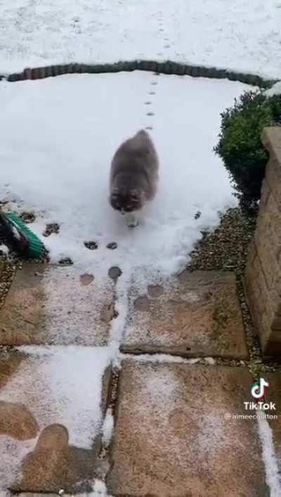 This cat not making anymore tracks