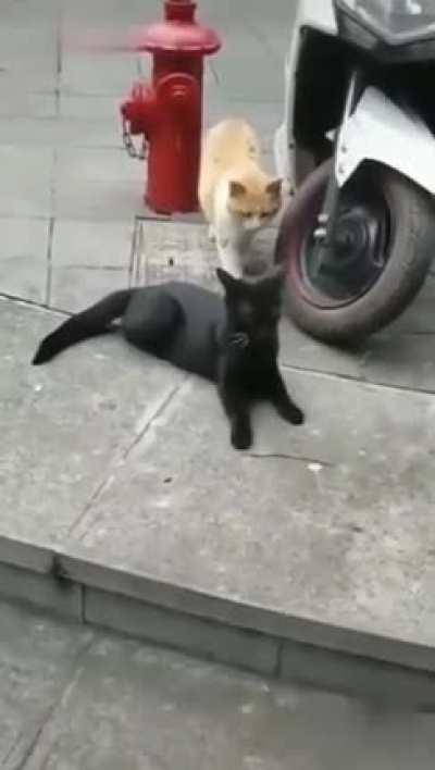 Cat caught cheating