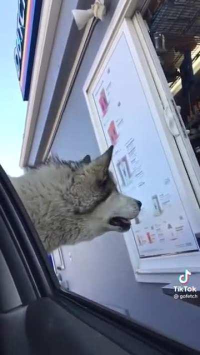 Somebody really wants his Puppicino...