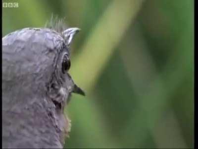 This is a lyrebird, and it can imitate a variety of sounds from its surroundings with surreal accuracy.