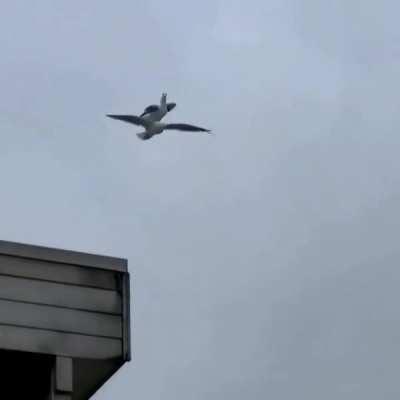 This bird, riding another bird mid-flight